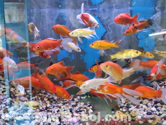 Aquarium Fish sale